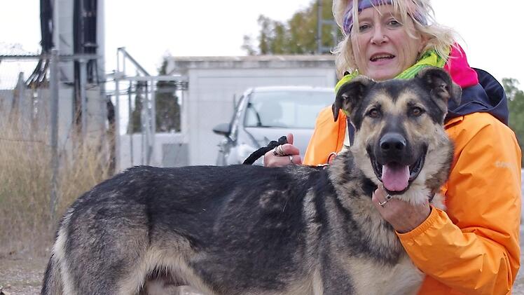 "Athor" liebt alle Menschen, ist gutm&uuml;tig, anh&auml;nglich, kameradschaftlich und verschmust, sollte aber am besten zu einem wirklich erfahrenen Sch&auml;ferhund-Fan kommen. Foto: Tierschutzverein Kronach