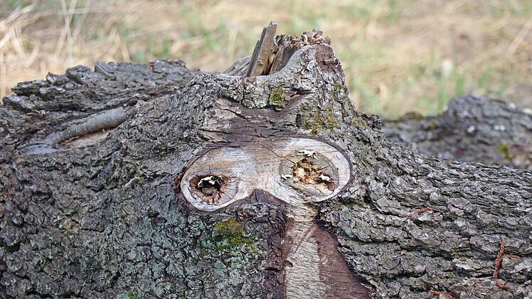 Wer erkennt das Monster? Foto: Katrin Geyer