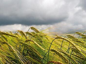 Dunkle Wolken über einem Gerstenfeld. In Brüssel ringt die EU in dieser Woche um eine Reform der Agrarpolitik. Foto: Daniel Bockwoldt, dpa