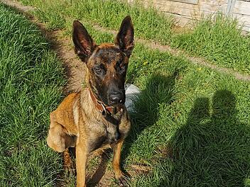 Tierheim Bamberg: Liebevolles Zuhause für Tokio gesucht