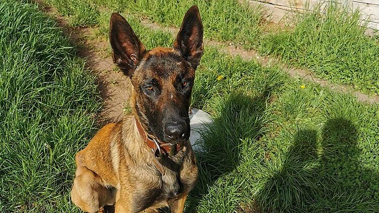Tierheim Bamberg: Liebevolles Zuhause für Tokio gesucht