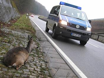 Das Reh saß apathisch auf dem gepflasterten Seitenstreifen. Fotos: Tobias Kindermann