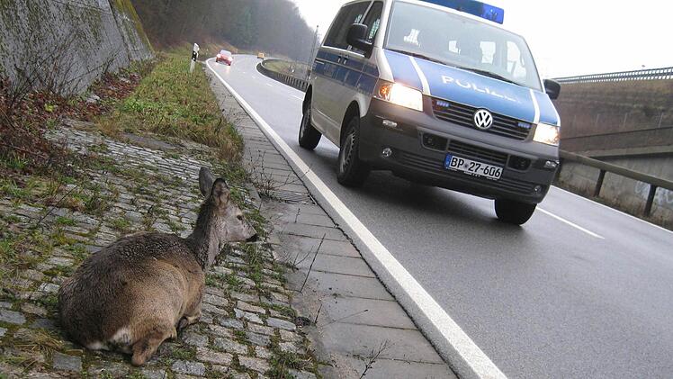 Das Reh saß apathisch auf dem gepflasterten Seitenstreifen. Fotos: Tobias Kindermann