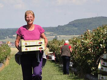 Sie erntet Himbeeren: Adriana Stoika aus Rumänien arbeitet auf dem Obsthof Müller in Modlos. Foto: Ulrike Müller