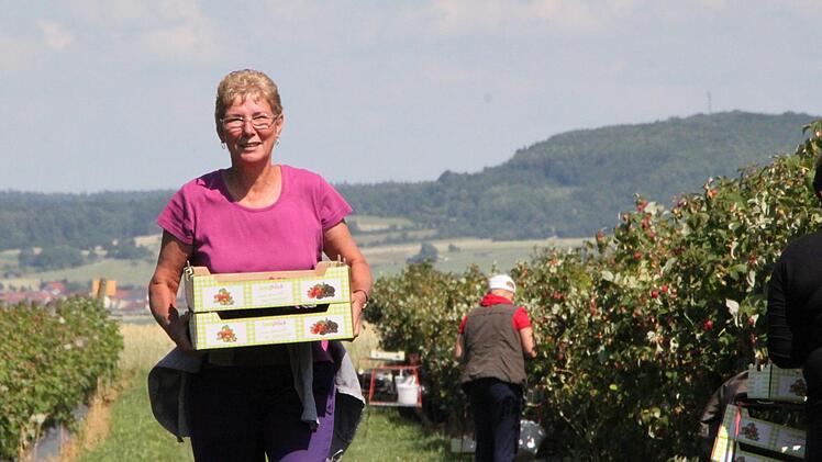 Sie erntet Himbeeren: Adriana Stoika aus Rumänien arbeitet auf dem Obsthof Müller in Modlos. Foto: Ulrike Müller