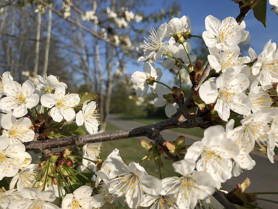 Die schönsten Fotos im Frühling aus Nürnberg und Umgebung