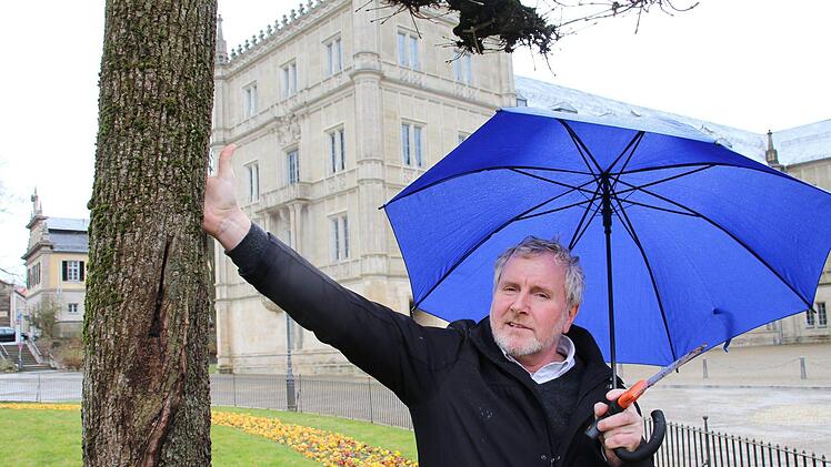 Die Risse in den  Bäumen sind inzwischen so groß, dass Bernhard Ledermann problemlos mit der Hand hineingreifen kann.Ulrike Nauer