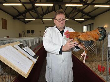 Preisrichter Reinhard Komma bewertet einen Hahn. Foto: Roland Meister