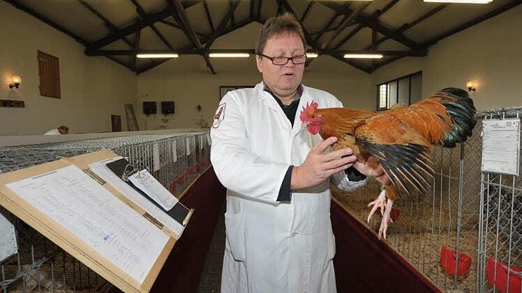 Preisrichter Reinhard Komma bewertet einen Hahn. Foto: Roland Meister
