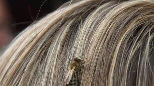 Biene im Haar, die Folge frühlingshafter Temperaturen