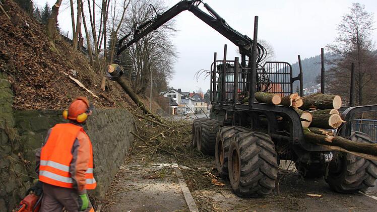 Die Stämme wurden in kurze Stücke geschnitten und verladen. Foto: Friedwald Schedel