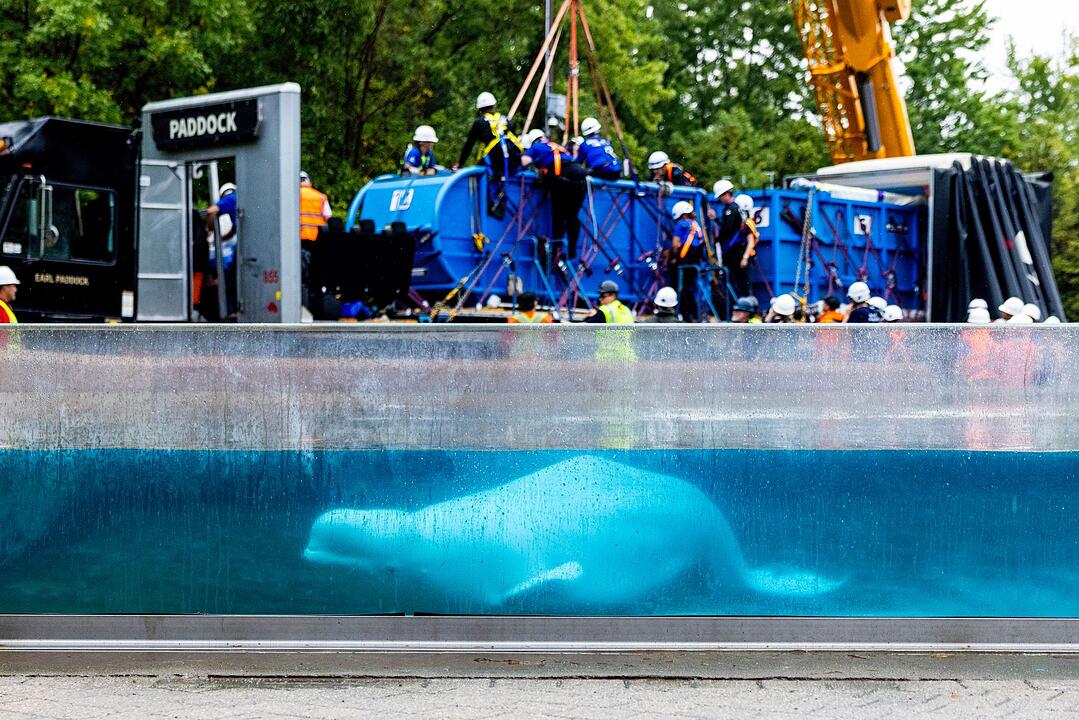 Transport von Beluga-Walen