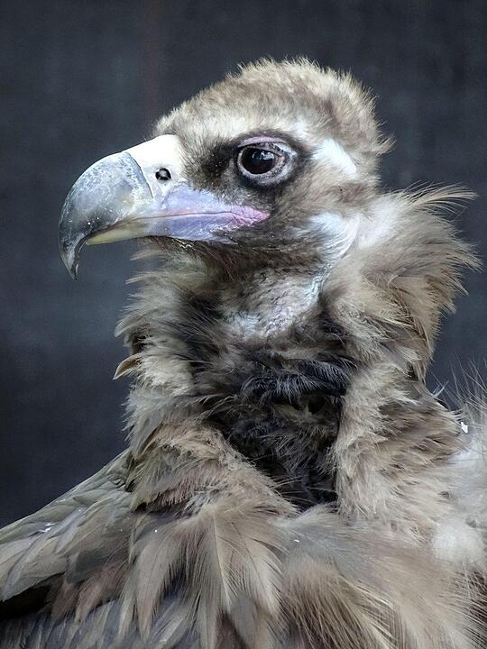 Ein Besuch im Wildtierpark Schloss Tambach. Danke an inFrankenPix-Nutzer herzolife!