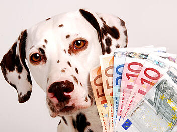 Hund, Hundesteuer, Kosten, Steuererkl&auml;rung