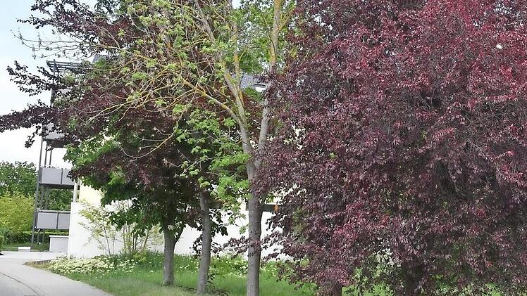 Eine der städtischen Flächen in Hallstadt am Steinlachenweg