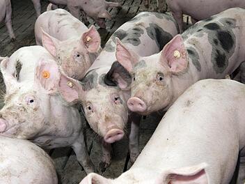 Ein Zyklus von der Geburt &uuml;ber die M&auml;stung der Schweine bis zur Schlachtung der Tiere erstreckt sich &uuml;ber etwa ein Jahr.  Foto: BBV/S. Kessel