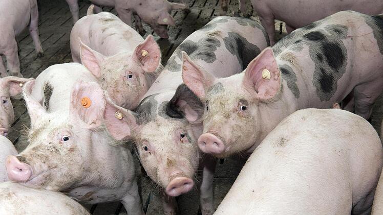 Ein Zyklus von der Geburt über die Mästung der Schweine bis zur Schlachtung der Tiere erstreckt sich über etwa ein Jahr.  Foto: BBV/S. Kessel