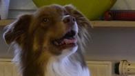 Ein Superhund