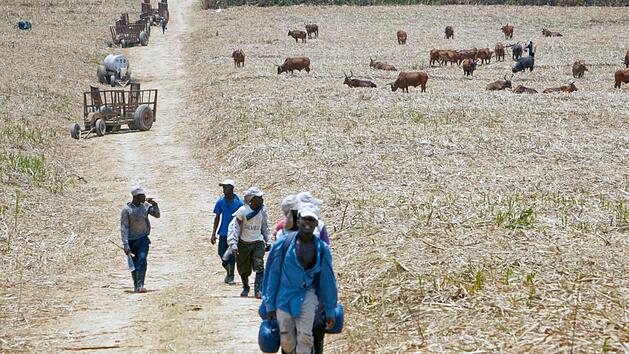 Die verheerenden Lebensbedingungen in Haiti zwingen jedes Jahr Tausende Arbeiter zur Flucht in die Dominikanische Republik, wo sie auf den Zuckerrohr-Plantagen arbeiten.