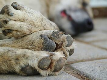 Hund durch Totschlagfalle in Weihenzell verletzt