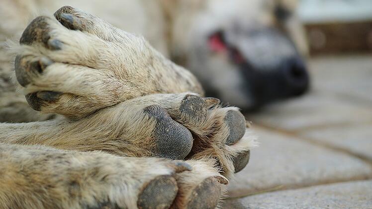 Der verletzte Hund lief direkt nach Hause und wartete auf seinen Besitzer vor der Haust&uuml;r.