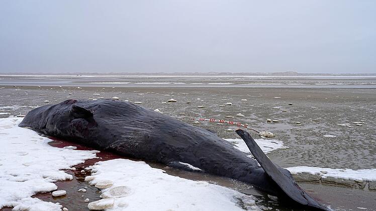 Pottwal in D&auml;nemark gestrandet