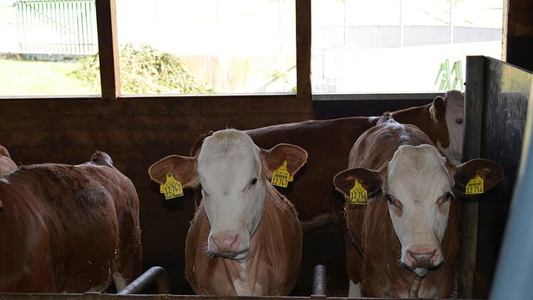 Für den Milchviehbetrieb Andrea und Oliver Truckenbrodt in Herbartsdorf gilt: Der Milchpreis ist fair, mit dem derzeitigen Stand kann man  leben. Unter 30 Cent wird es unrentabel. Foto: Gabi Bertram