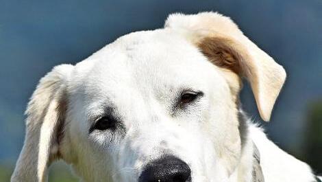 Rayden ist ein absolut freundlicher Hund.  Foto: Tierheim Kronach