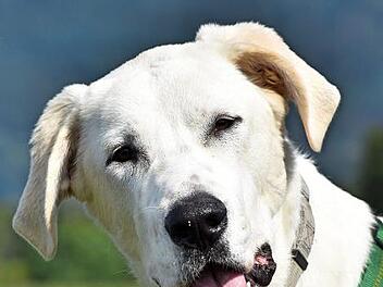 Rayden ist ein absolut freundlicher Hund.  Foto: Tierheim Kronach