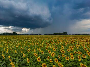 Regenschauer &uuml;ber Sonnenblumenfeld