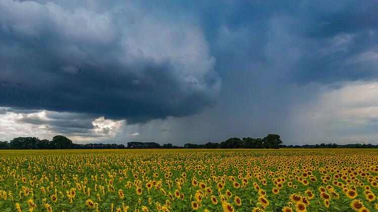 Regenschauer &uuml;ber Sonnenblumenfeld