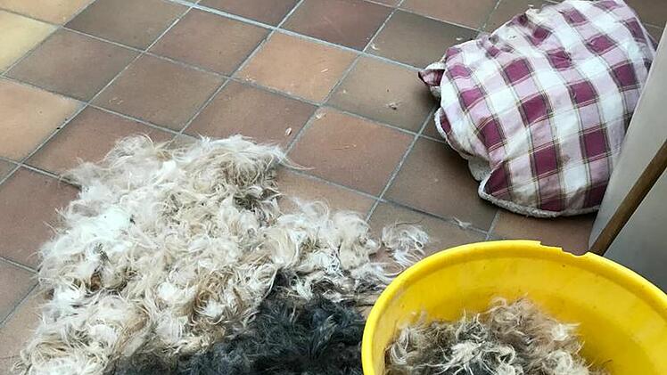 Tierheim Hof: Tierschützer befreien völlig verwahrloste Hunde aus Messiewohnung
