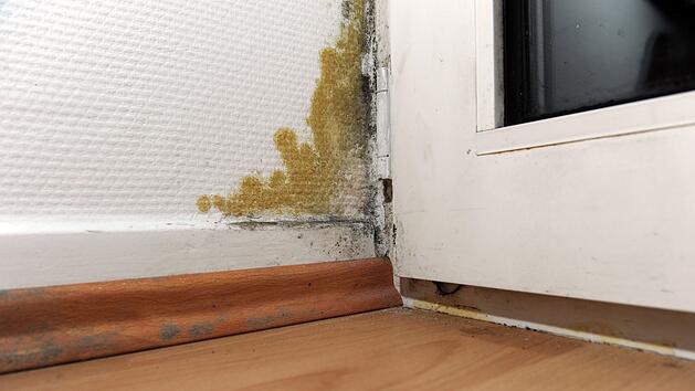 So verhinderst du Schimmel: Drei Hausmittel, die du auf dein Fensterbrett stellen solltest