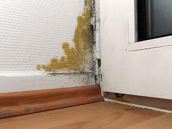 So verhinderst du Schimmel: Drei Hausmittel, die du auf dein Fensterbrett stellen solltest