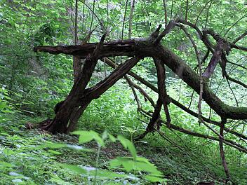 Totholz ist wertvoll. Aber kann man von Waldbesitzern verlangen, zwangsweise zehn Prozent der Flächen aus der Nutzung herauszunehmen? Das Bundesumweltministerium will dies fordern, Waldbesitzerverbände sehen darin eine staatlich forcierte Enteignung. Foto: Jochen Nützel