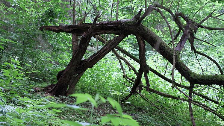 Totholz ist wertvoll. Aber kann man von Waldbesitzern verlangen, zwangsweise zehn Prozent der Flächen aus der Nutzung herauszunehmen? Das Bundesumweltministerium will dies fordern, Waldbesitzerverbände sehen darin eine staatlich forcierte Enteignung. Foto: Jochen Nützel