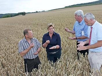 BBV-Getreide-Test im Weizenfeld: Edgar Böhmer, Anneliese Göller, Hermann Greif und Wilhelm Böhmer (von links) Foto: Anette Schreiber