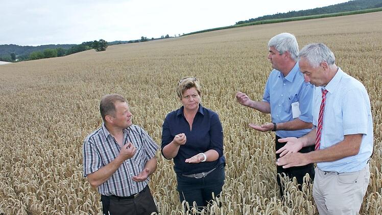 BBV-Getreide-Test im Weizenfeld: Edgar Böhmer, Anneliese Göller, Hermann Greif und Wilhelm Böhmer (von links) Foto: Anette Schreiber