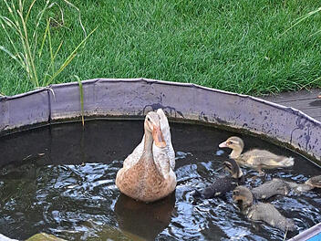 Ansbach: S&uuml;&szlig;er Nachwuchs bei den Laufenten im Hofgarten - nat&uuml;rliche Sch&auml;dlingsbek&auml;mpfung