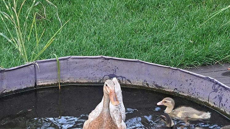 Ansbach: S&uuml;&szlig;er Nachwuchs bei den Laufenten im Hofgarten - nat&uuml;rliche Sch&auml;dlingsbek&auml;mpfung