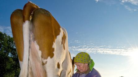 Milch frisch von der Weide