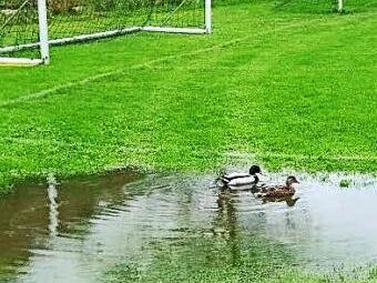 Enten auf dem Fußballplatz in Wolfsberg Foto: Stefan Grüner