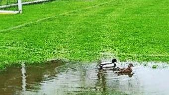 Enten auf dem Fußballplatz in Wolfsberg Foto: Stefan Grüner