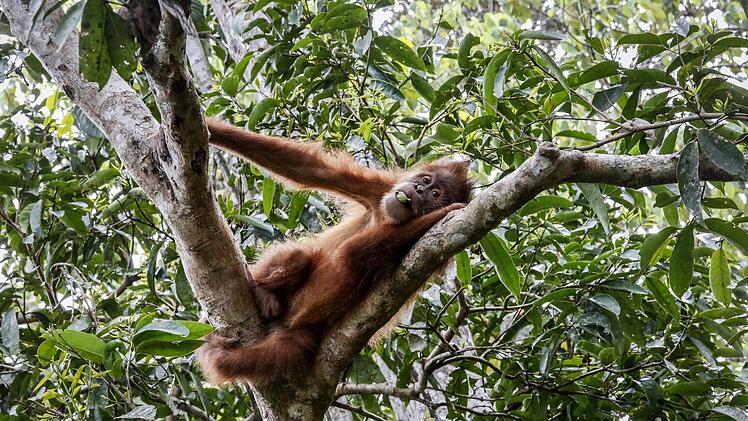 IPBES-Weltbericht: Menschheit tilgt die Natur von der Erde