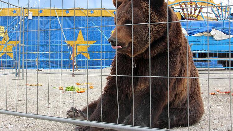 Harter Boden, festes Gitter: Zirkus-Bär Ben lebt ein Zirkus-Leben. Hereinspazieren sollte man in sein Gehege nicht. Fotos: Nikoals Pelke