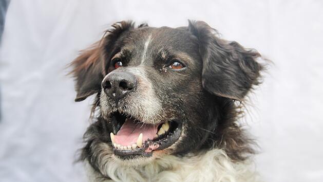 Tierheim Bayreuth: Interesse an Hund Sams gibt Team R&auml;tsel auf