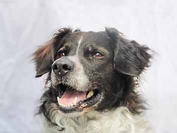 Tierheim Bayreuth: Interesse an Hund Sams gibt Team Rätsel auf
