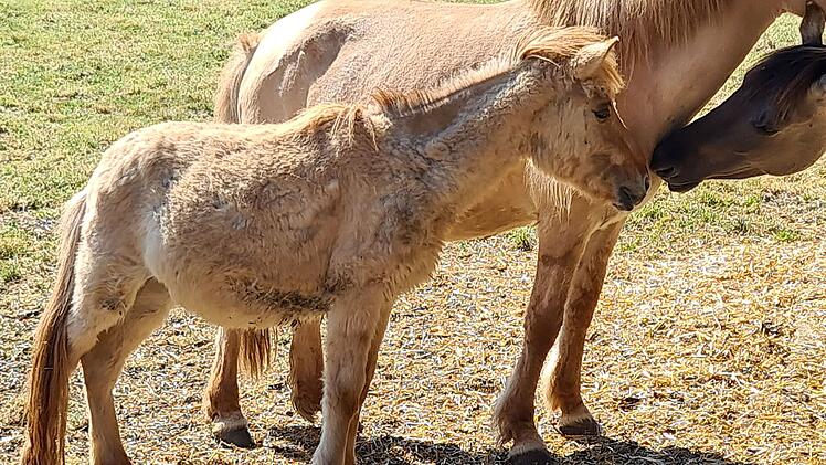 Kreis Ansbach: 15 Pferde gerettet - "schwerwiegende Tierschutzmängel"