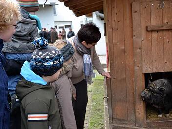 Vorsichtig wagt sich eines der Hängebauchschweine aus dem Stall. Foto: Gabi Bertram