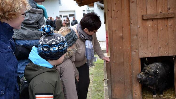 Vorsichtig wagt sich eines der Hängebauchschweine aus dem Stall. Foto: Gabi Bertram